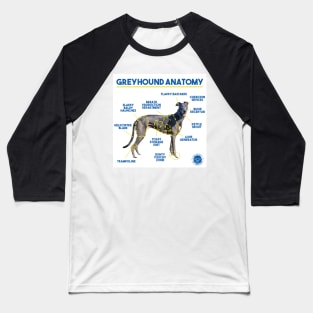 Greyhound Anatomy Baseball T-Shirt